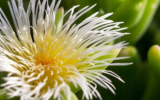 plante de sceletium