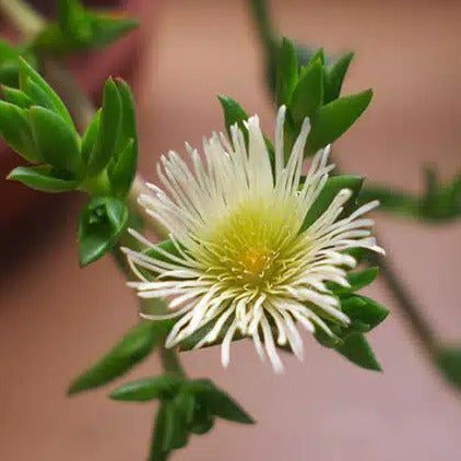 Fleurs Séchées