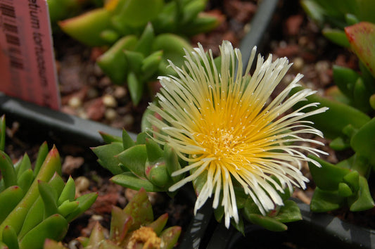 Kanna (Sceletium Tortuosum) : Découvrez les Effets Multiples de cette Plante Médicinale