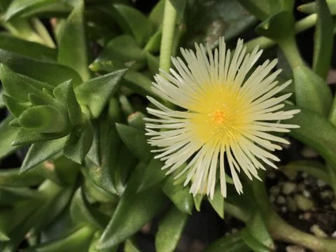 Sceletium tortuosum 